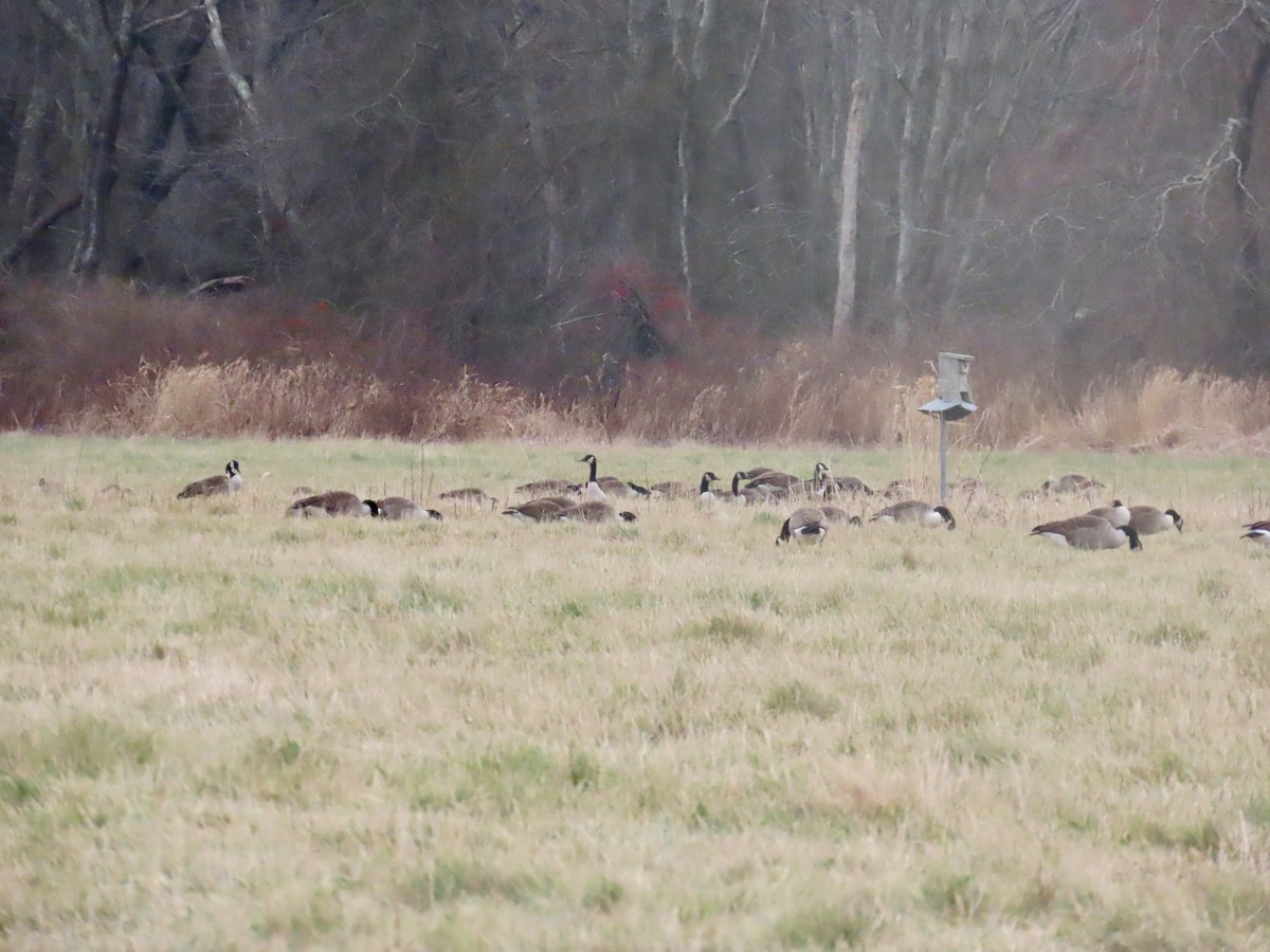 ברנטה קנדית - ML646433459