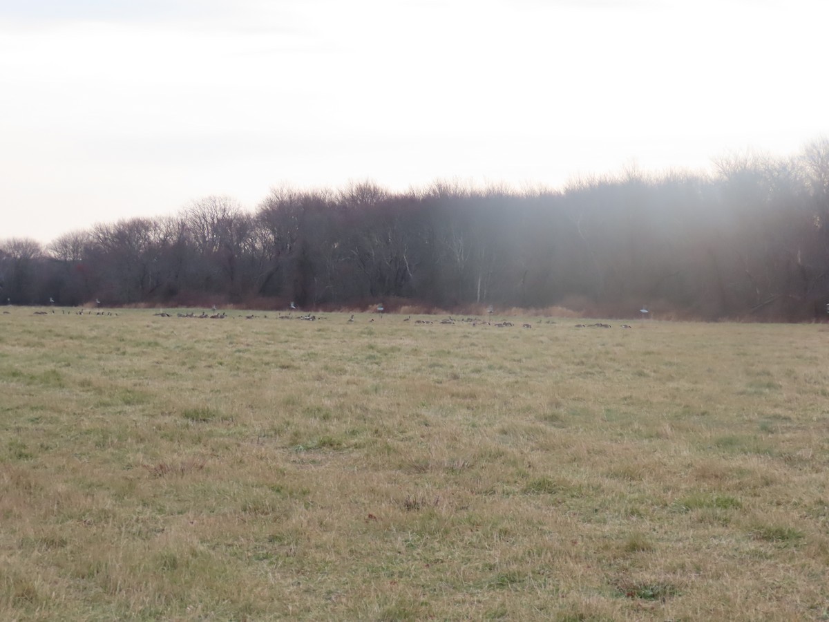 ברנטה קנדית - ML646433460