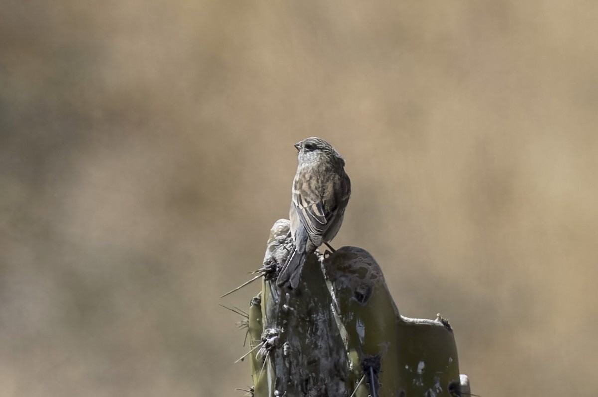 Ash-breasted Sierra Finch - ML646433461