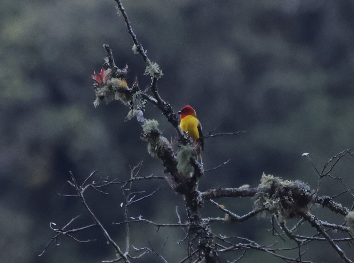 Piranga à capuchon - ML646433462