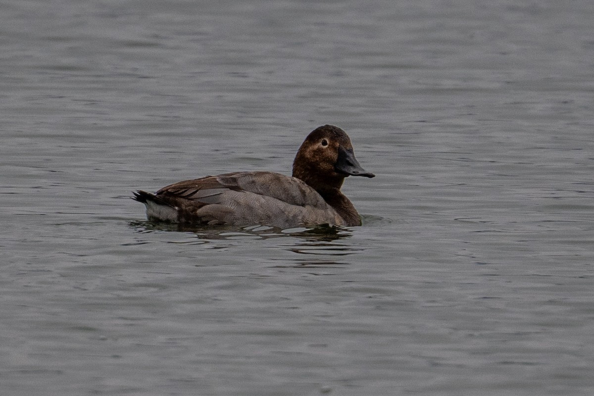 Canvasback - ML646433463