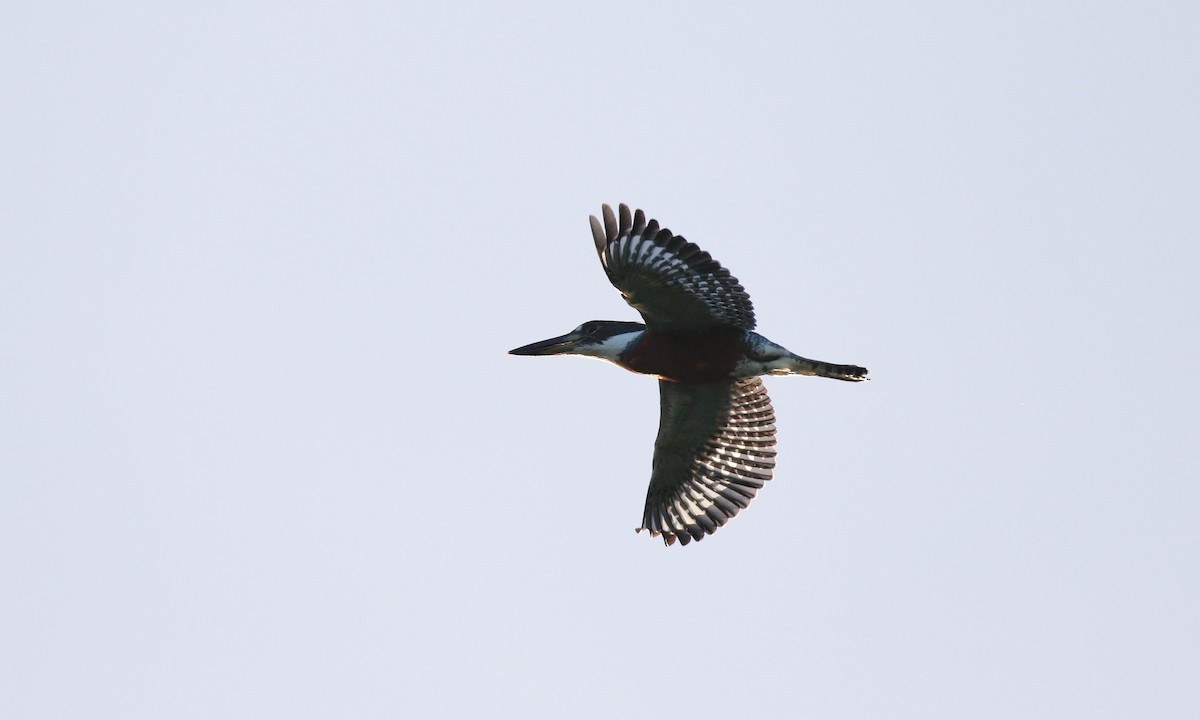 Ringed Kingfisher - ML646433464