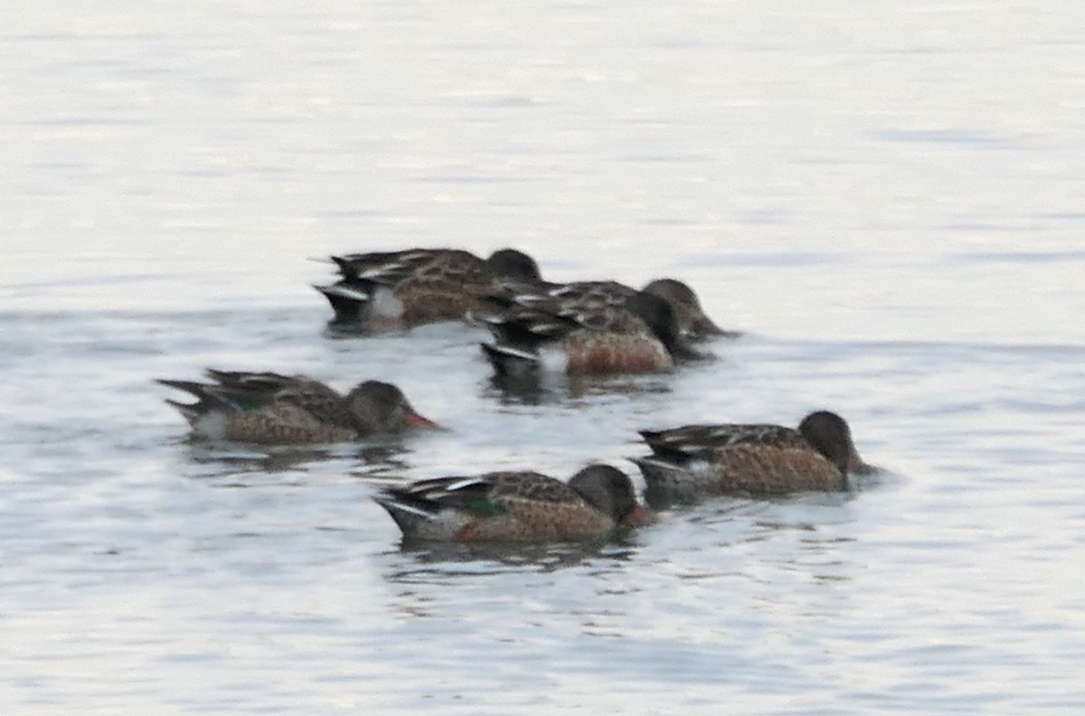 Northern Shoveler - ML646433465
