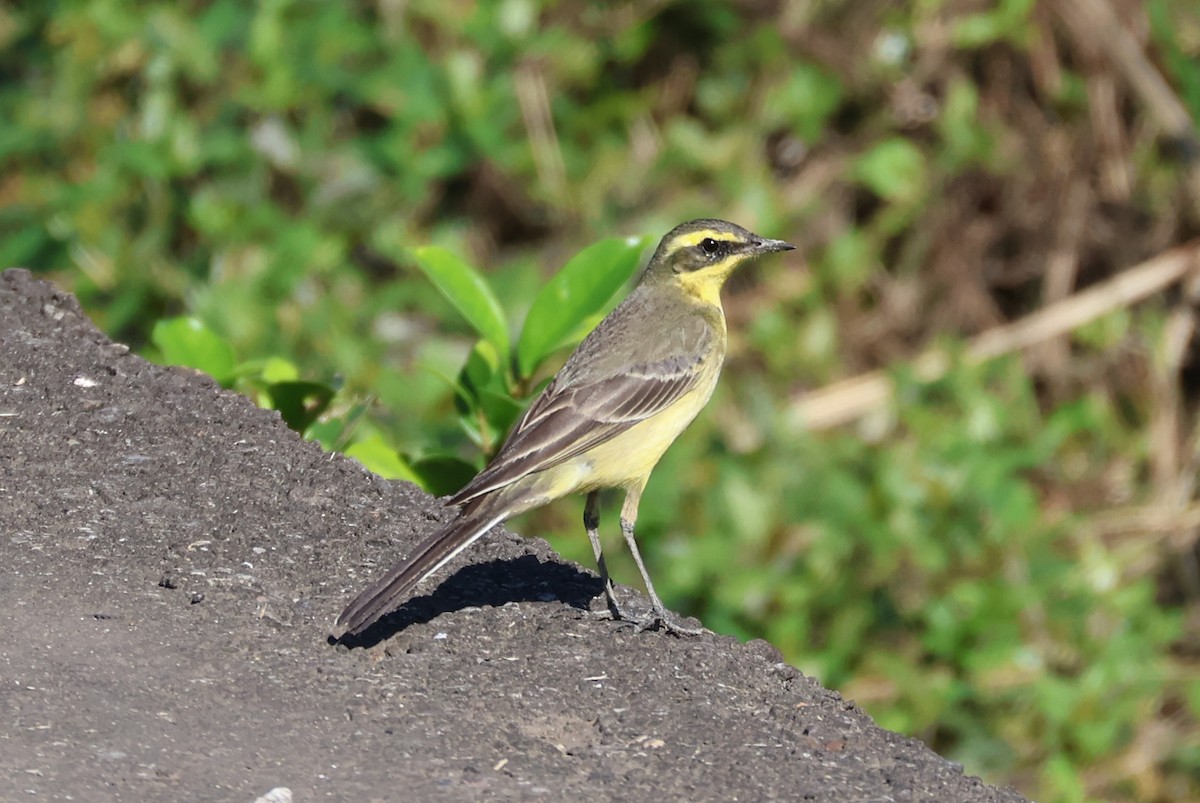 Eastern Yellow Wagtail - ML646433466