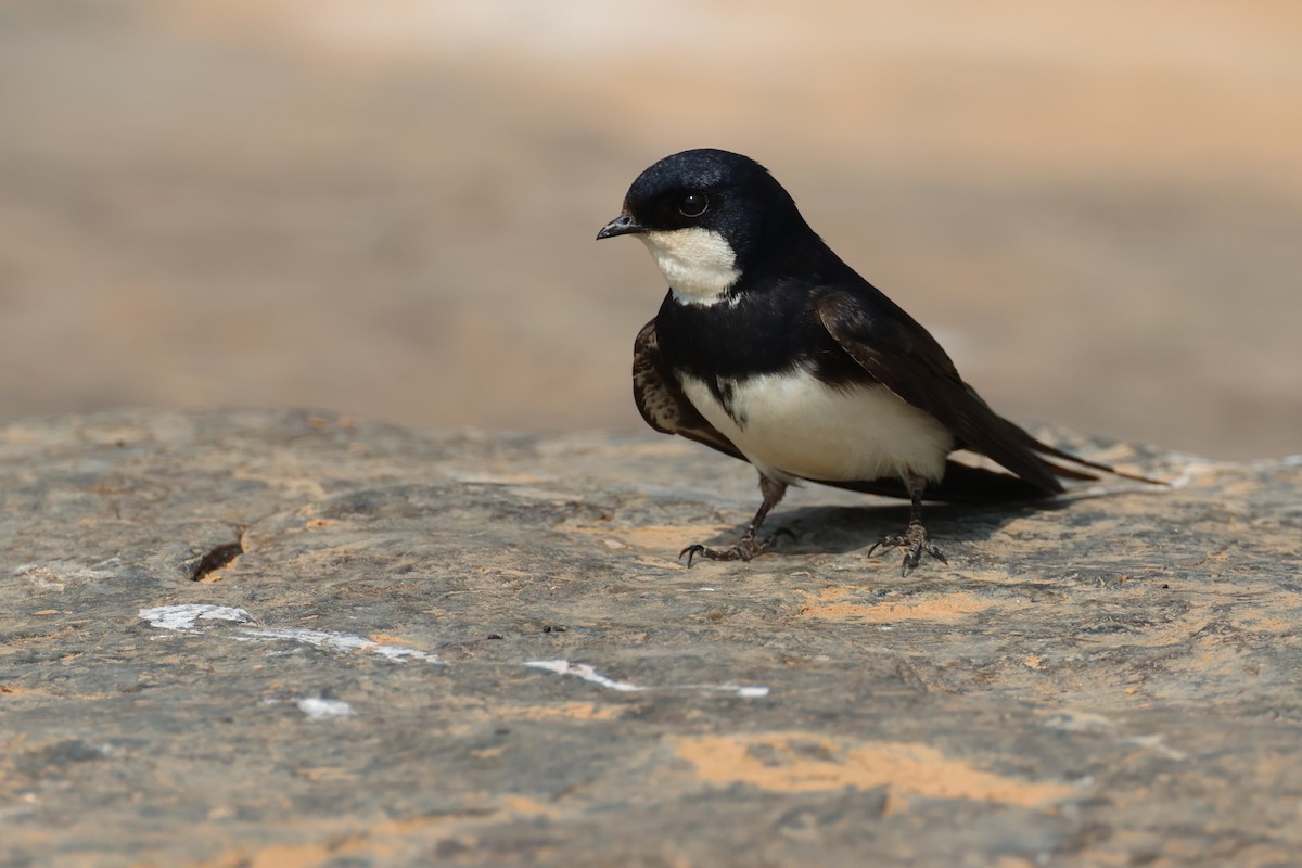 Black-collared Swallow - ML646433467