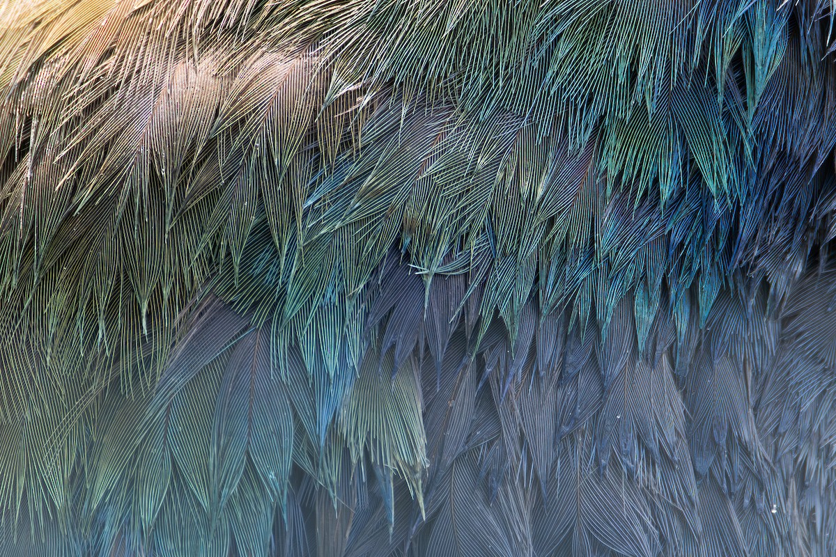 South Island Takahe - ML646433468