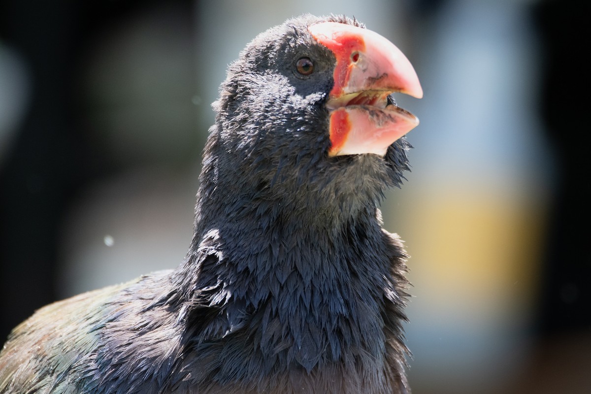 South Island Takahe - ML646433469