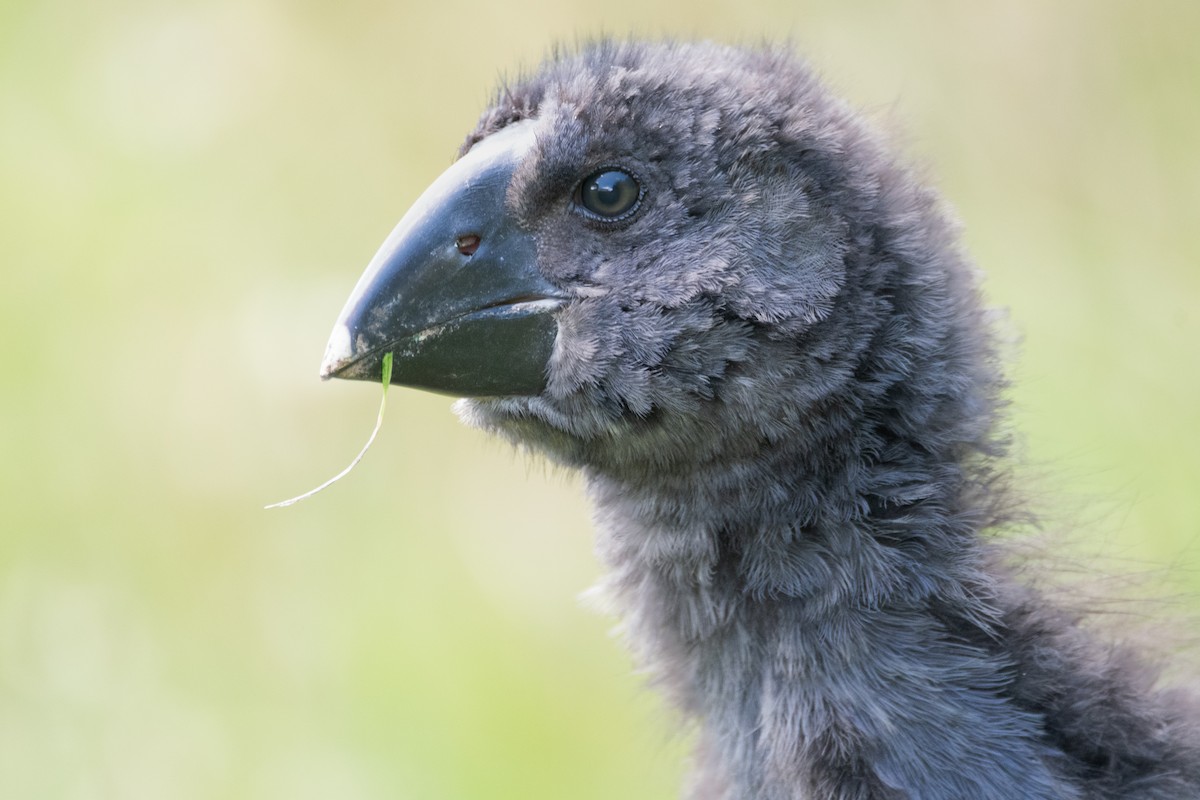 South Island Takahe - ML646433470