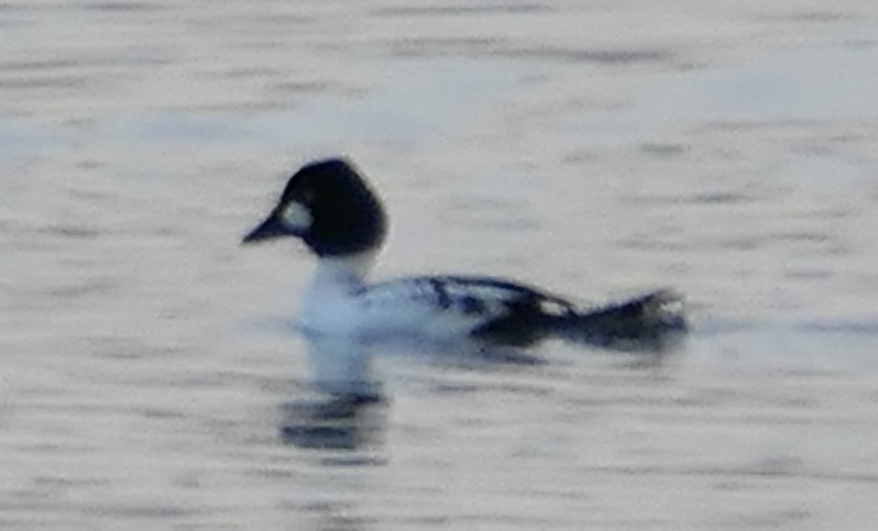 Common Goldeneye - ML646433471