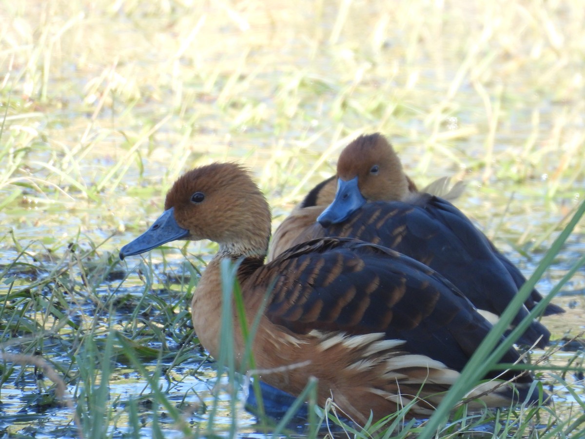 Fulvous Whistling-Duck - ML646433472