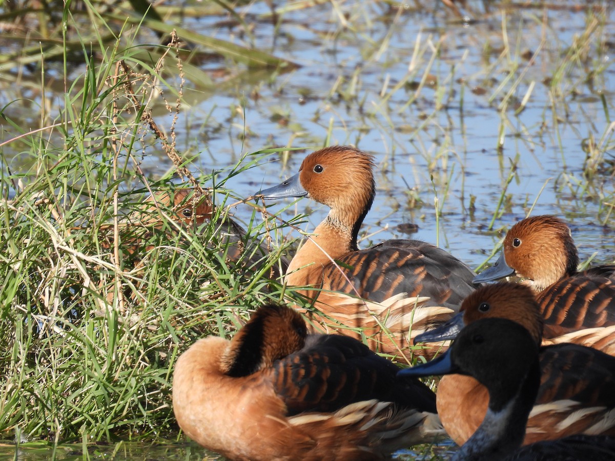 Fulvous Whistling-Duck - ML646433473