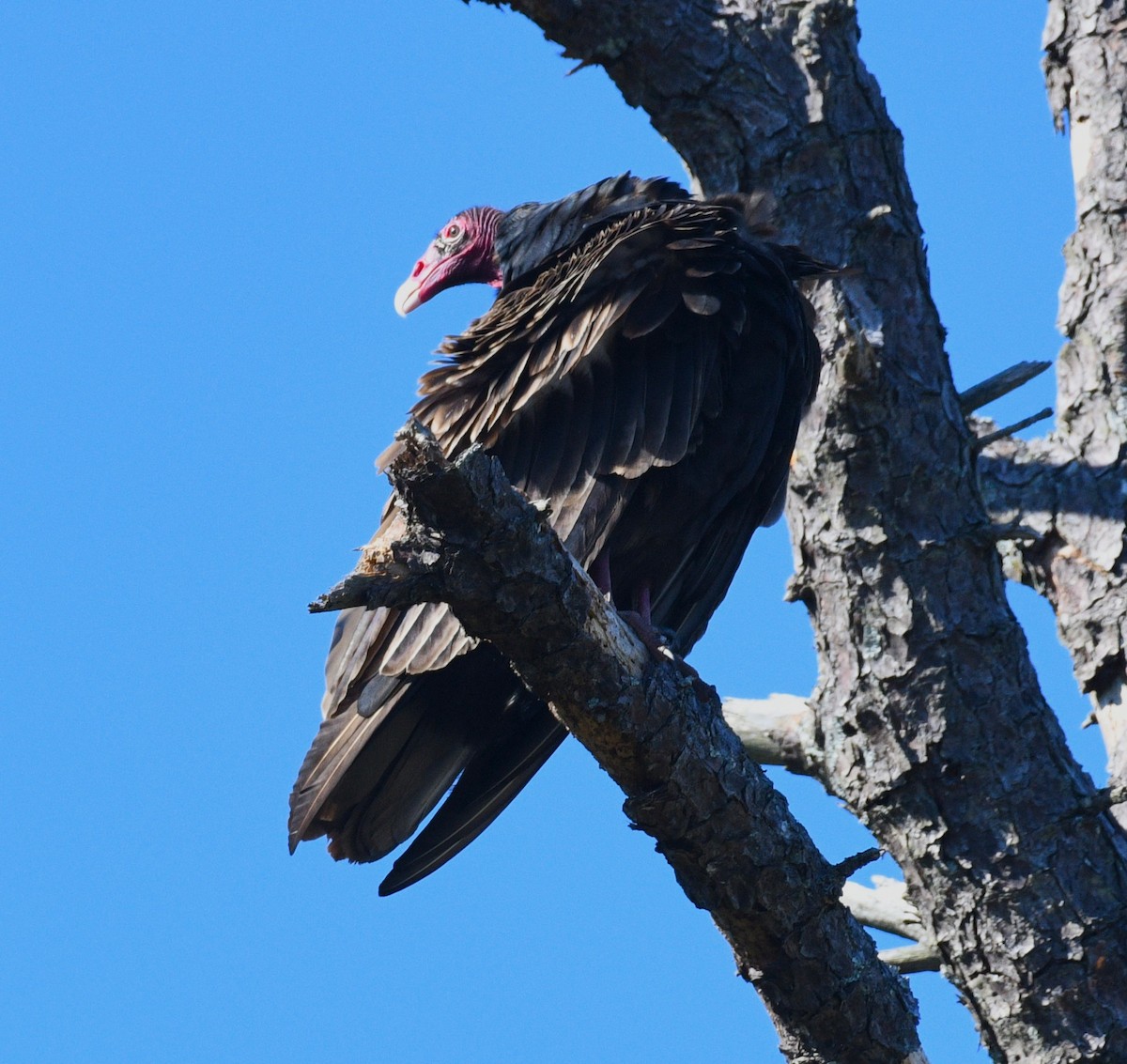 Turkey Vulture - ML646433475
