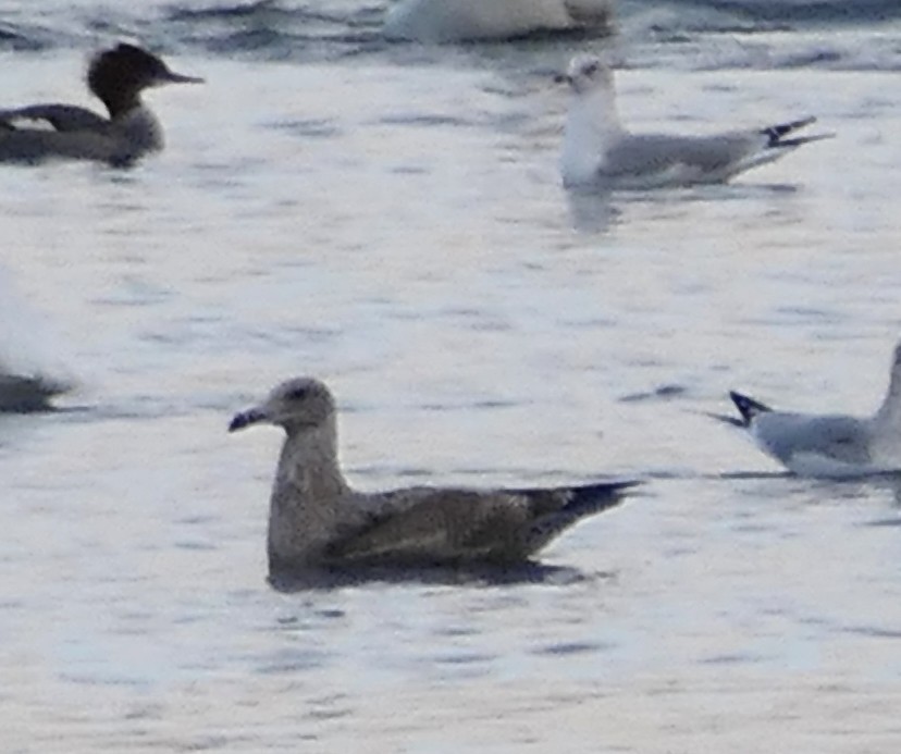 American Herring Gull - ML646433476