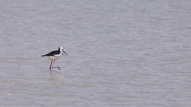 Pied Stilt - ML646433477