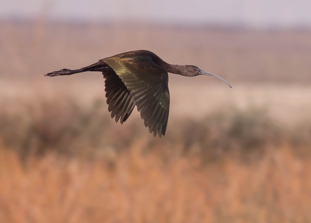 White-faced Ibis - ML646433479