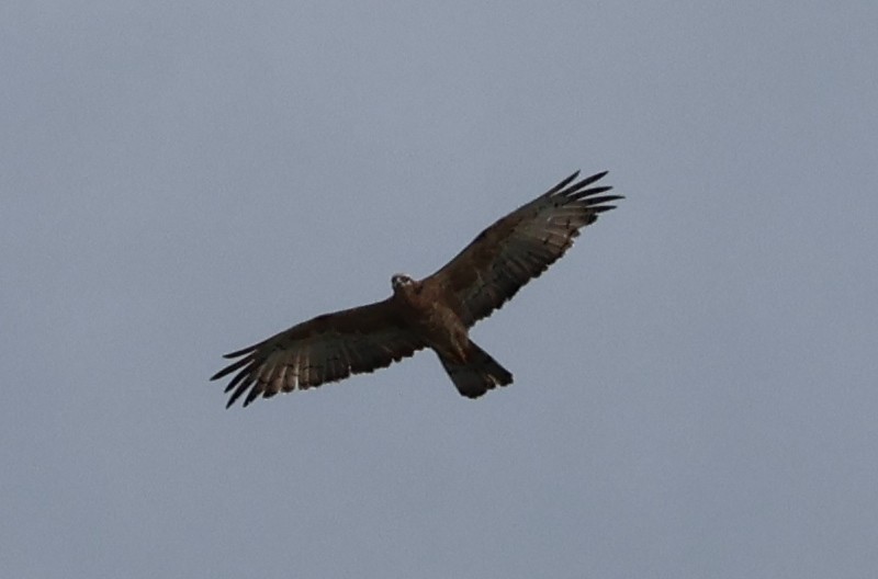Gray-faced Buzzard - ML646433480