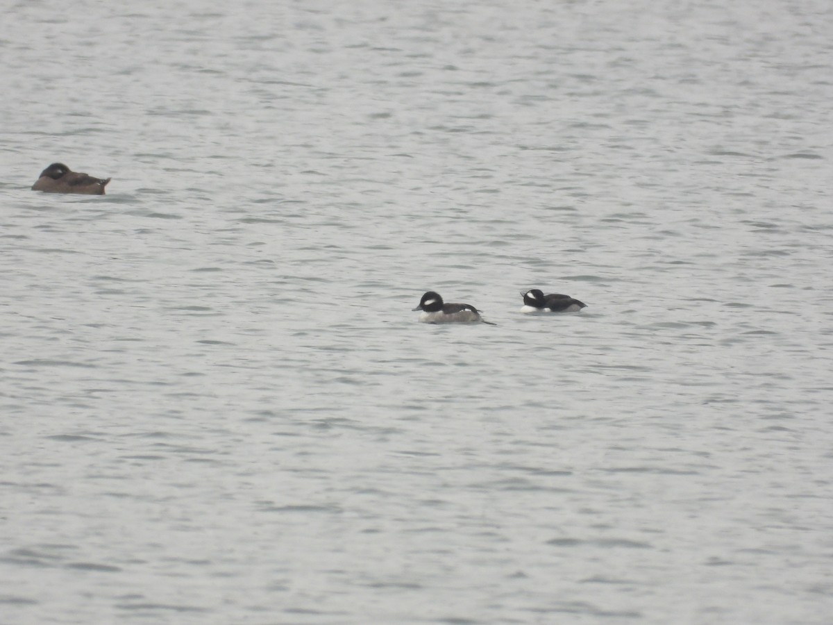 Bufflehead - ML646433481