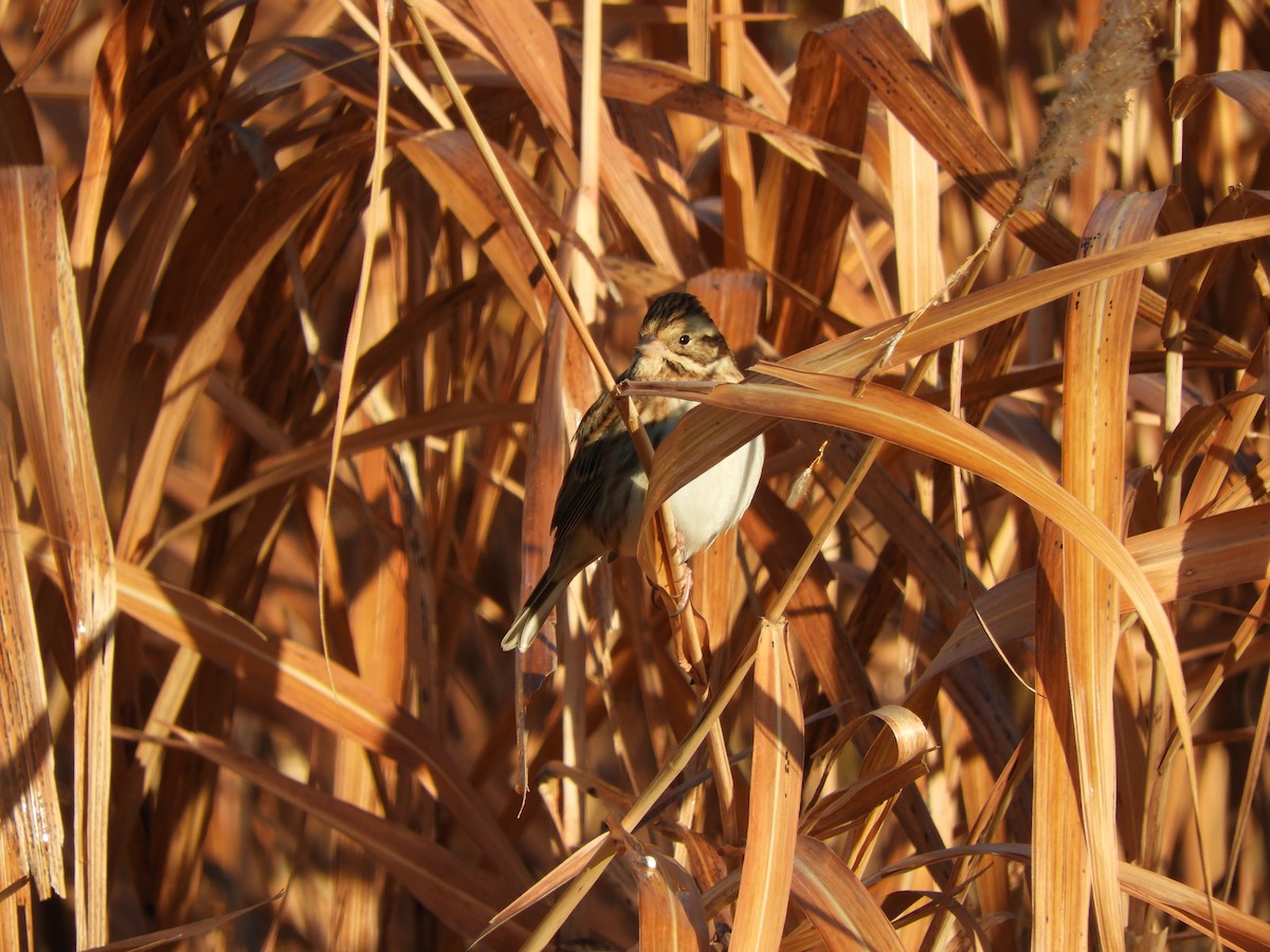 Rustic Bunting - ML646433482