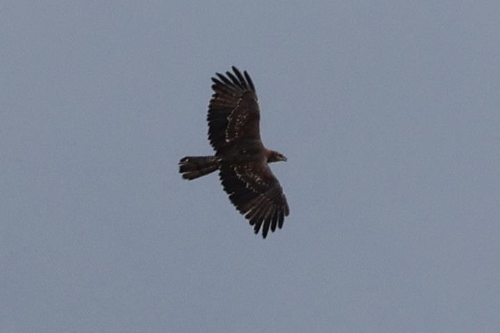 Gray-faced Buzzard - ML646433483