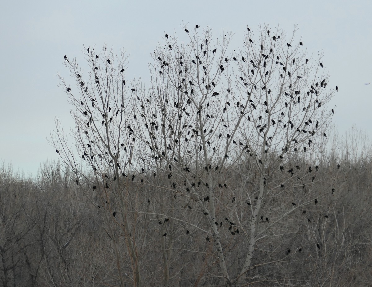 Red-winged Blackbird - ML646433484