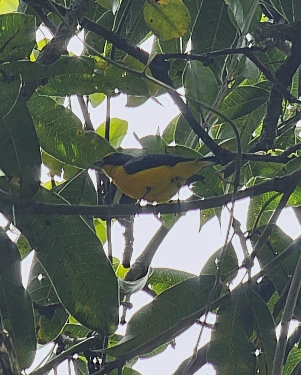 Thick-billed Euphonia - ML646433485