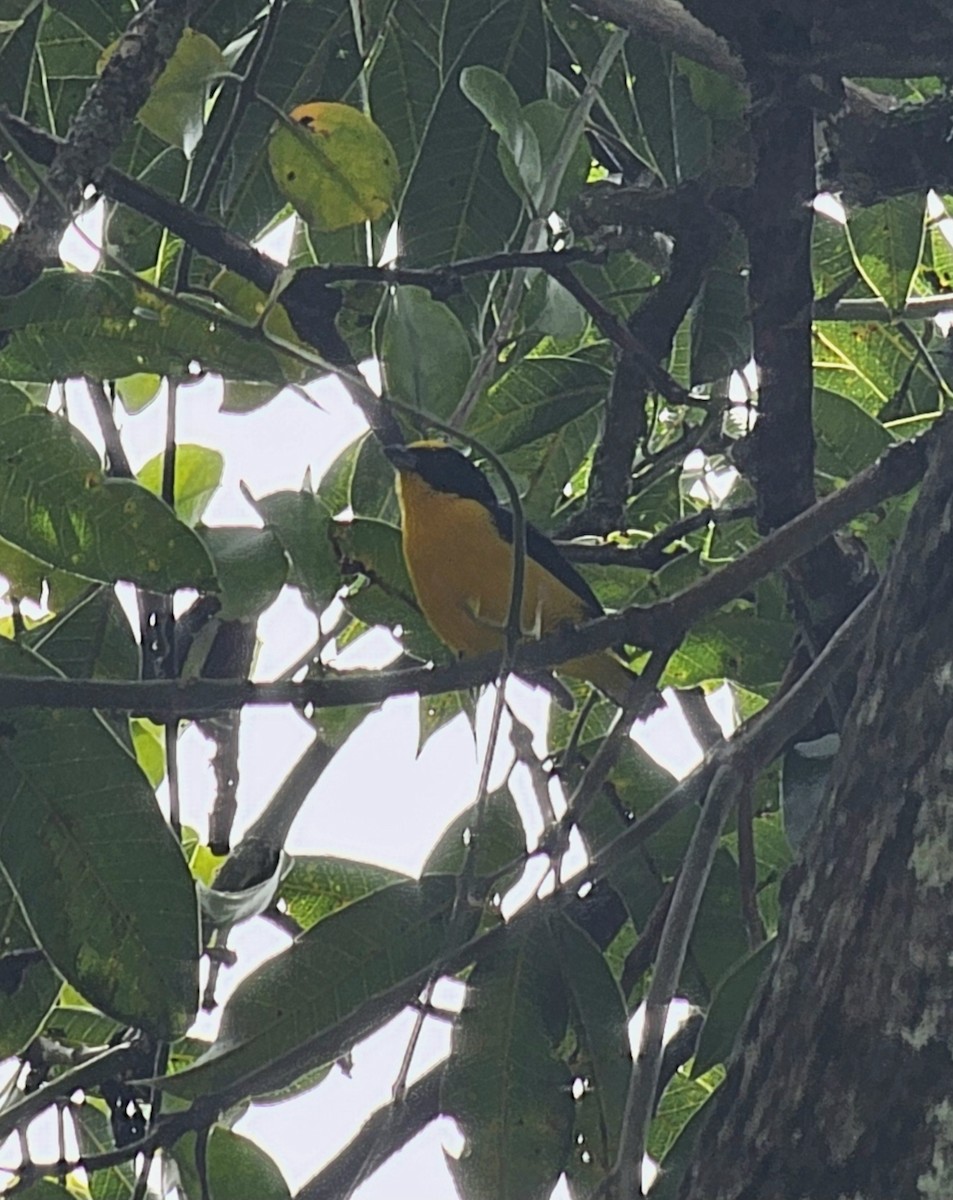 Thick-billed Euphonia - ML646433486
