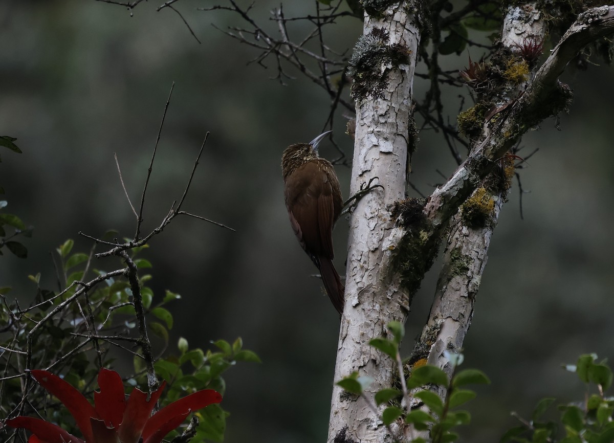 Strong-billed Woodcreeper - ML646433487