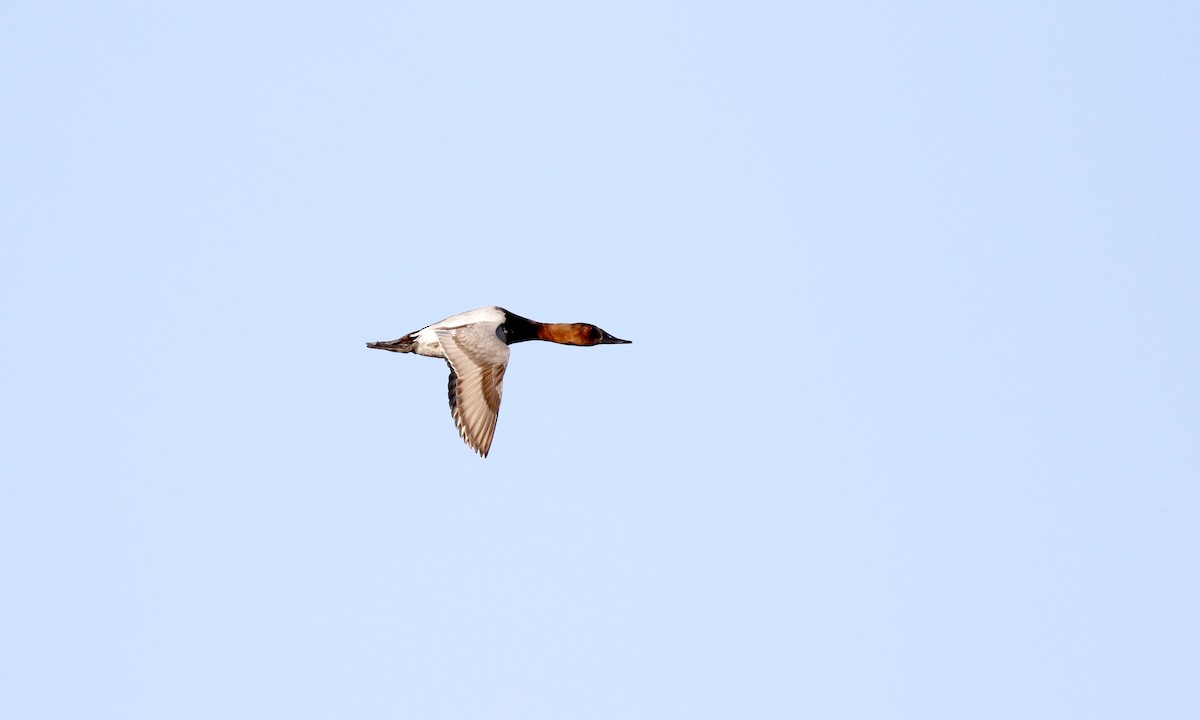 Canvasback - ML646433488