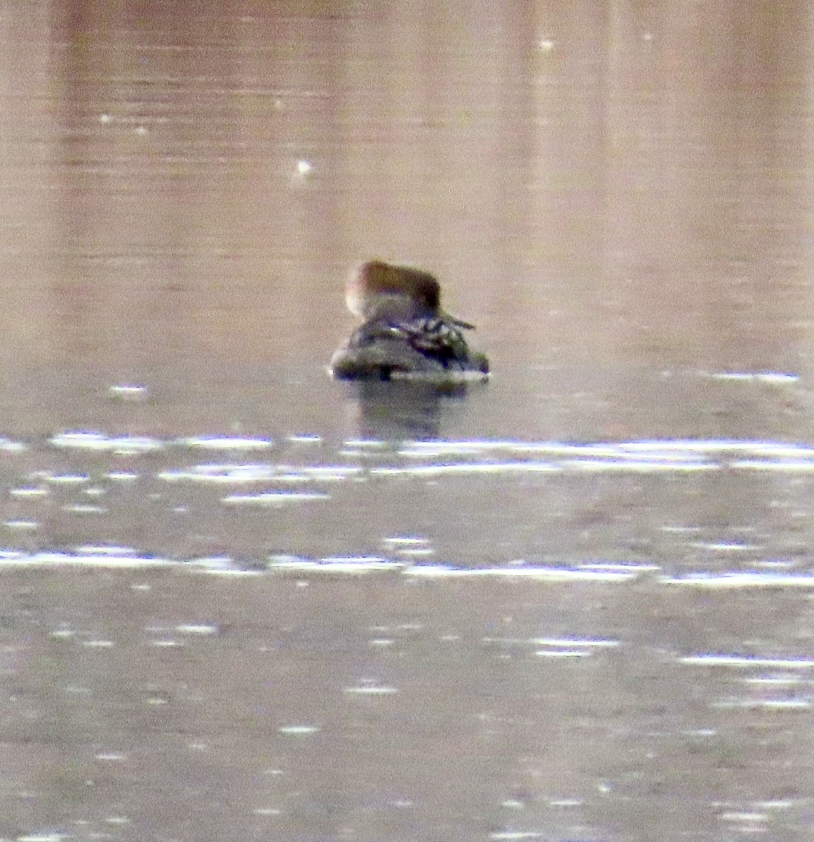 Hooded Merganser - ML646433489