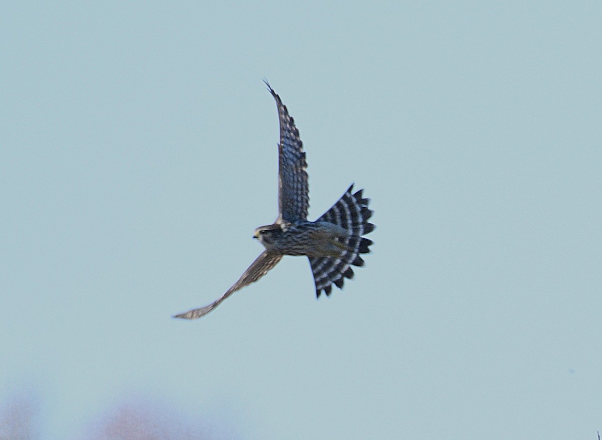 Merlin - ML646433490