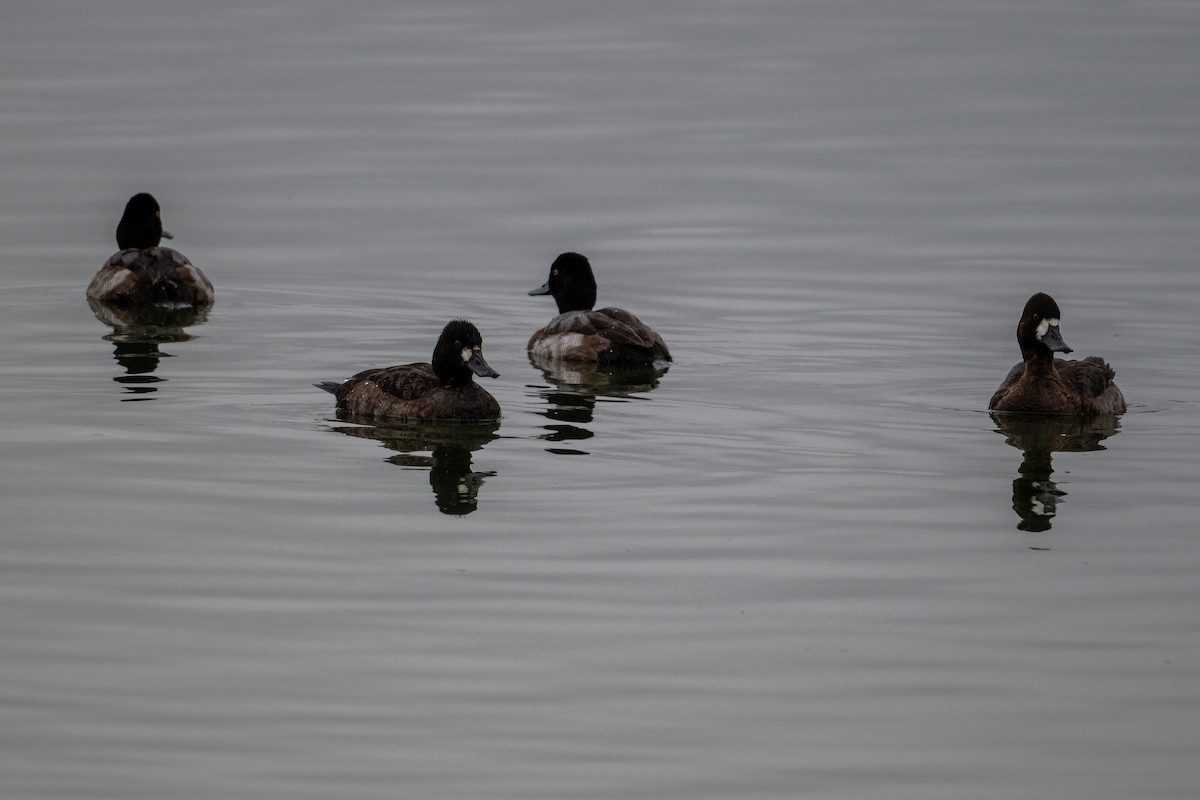 Lesser Scaup - ML646433491