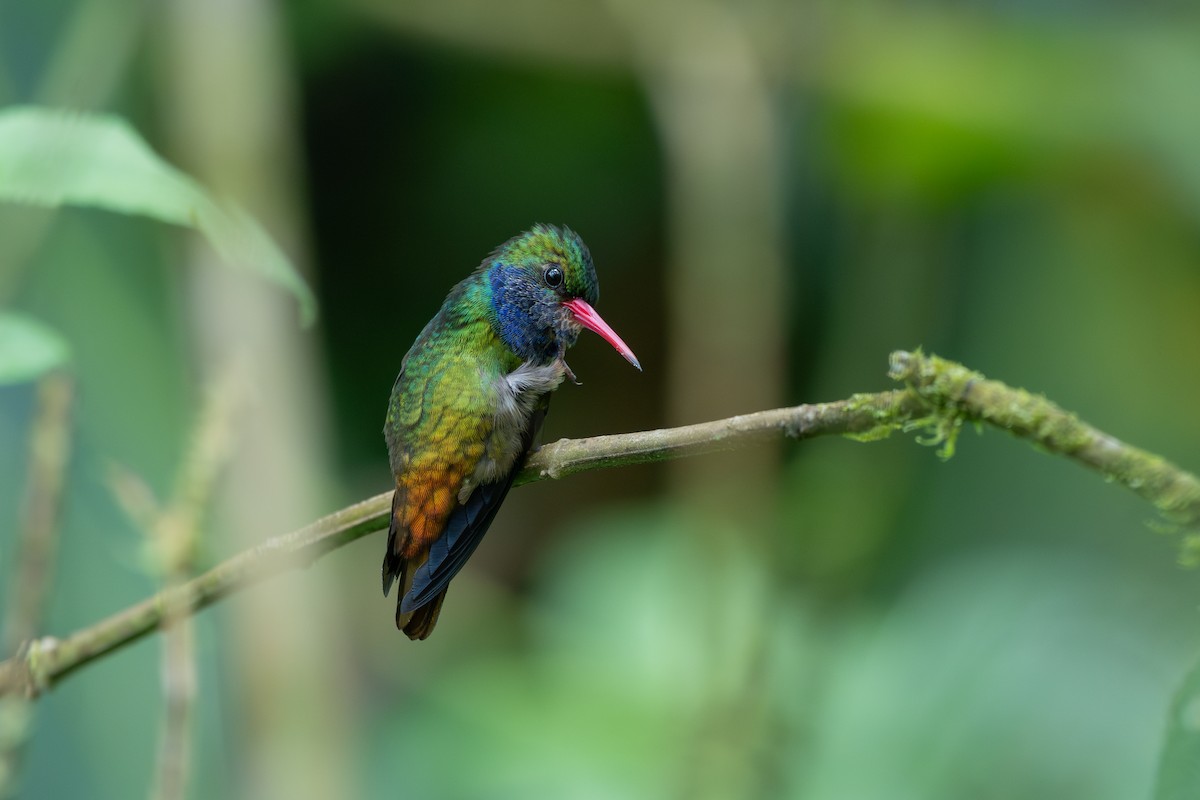 Blue-throated Goldentail - ML646433493