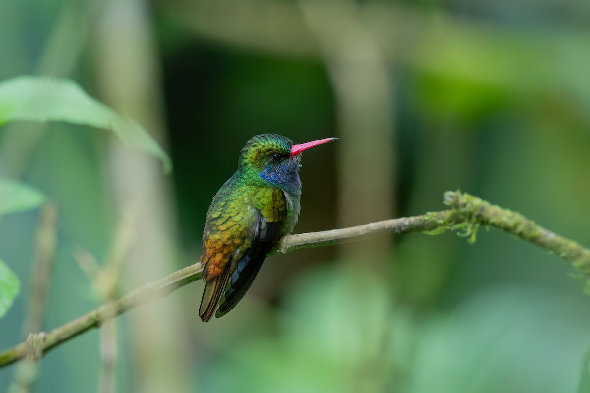 Blue-throated Goldentail - ML646433494