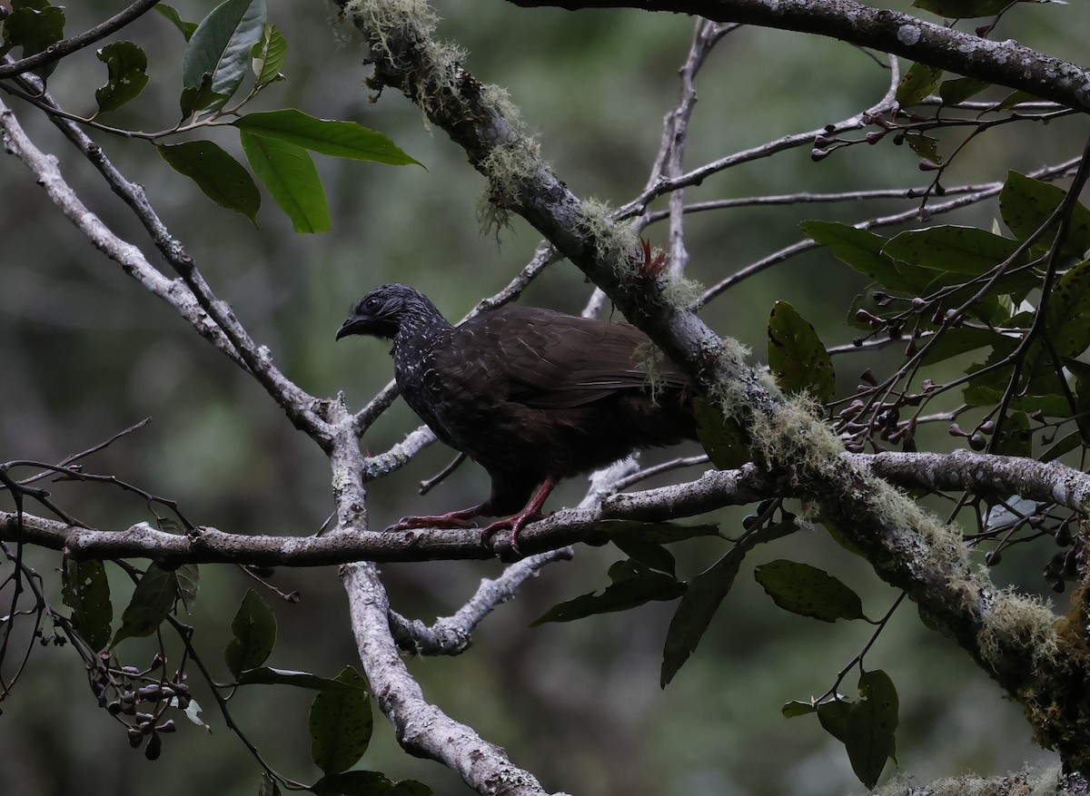 Andean Guan - ML646433495