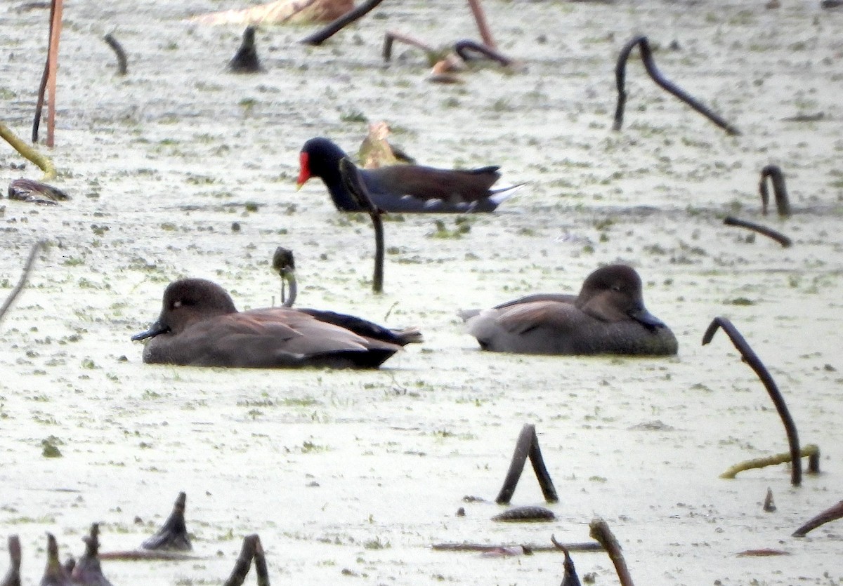 Gadwall - ML646433496