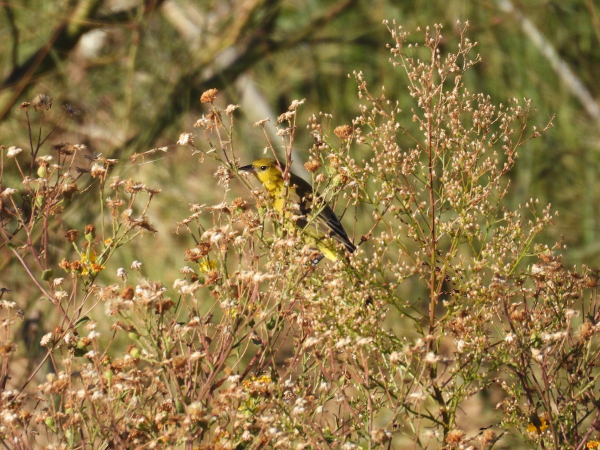 Orchard Oriole - ML646433497