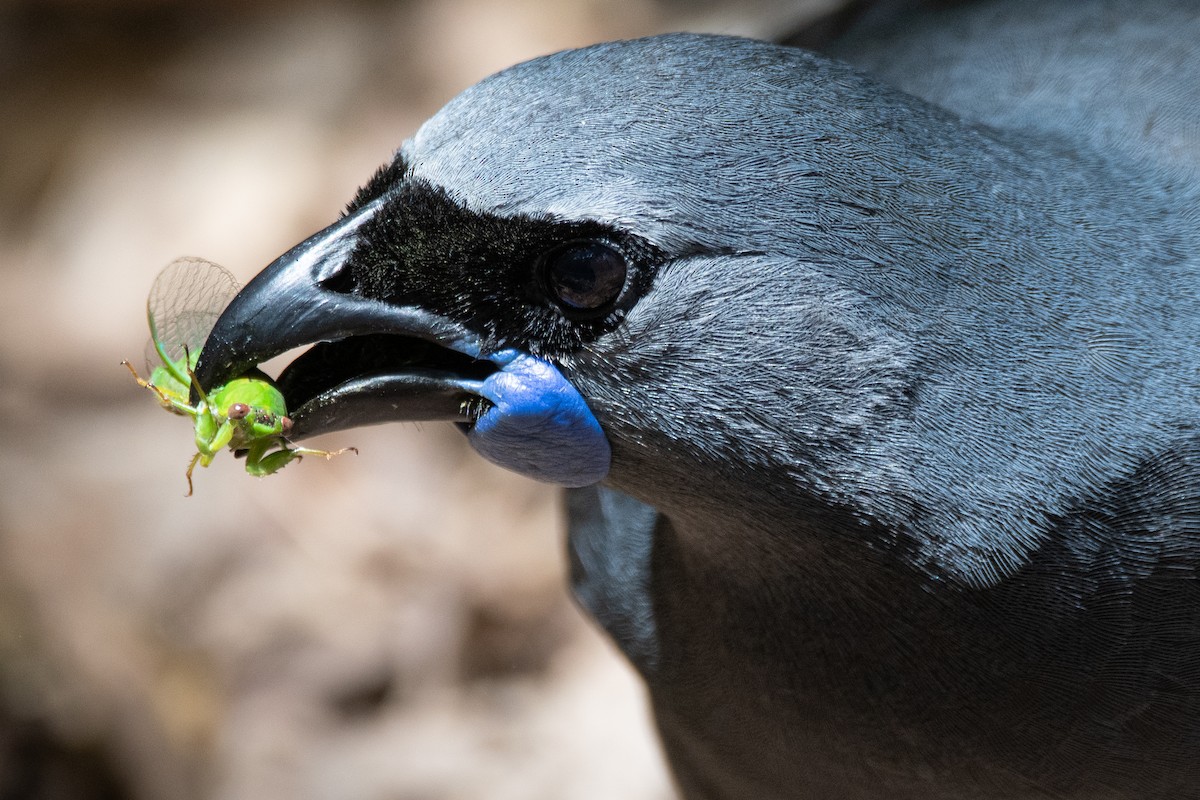 North Island Kokako - ML646433498