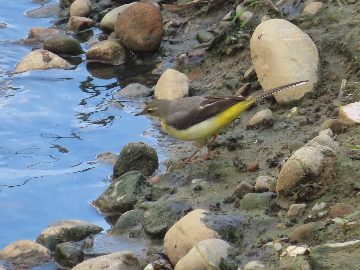 灰鶺鴒 - ML646433499