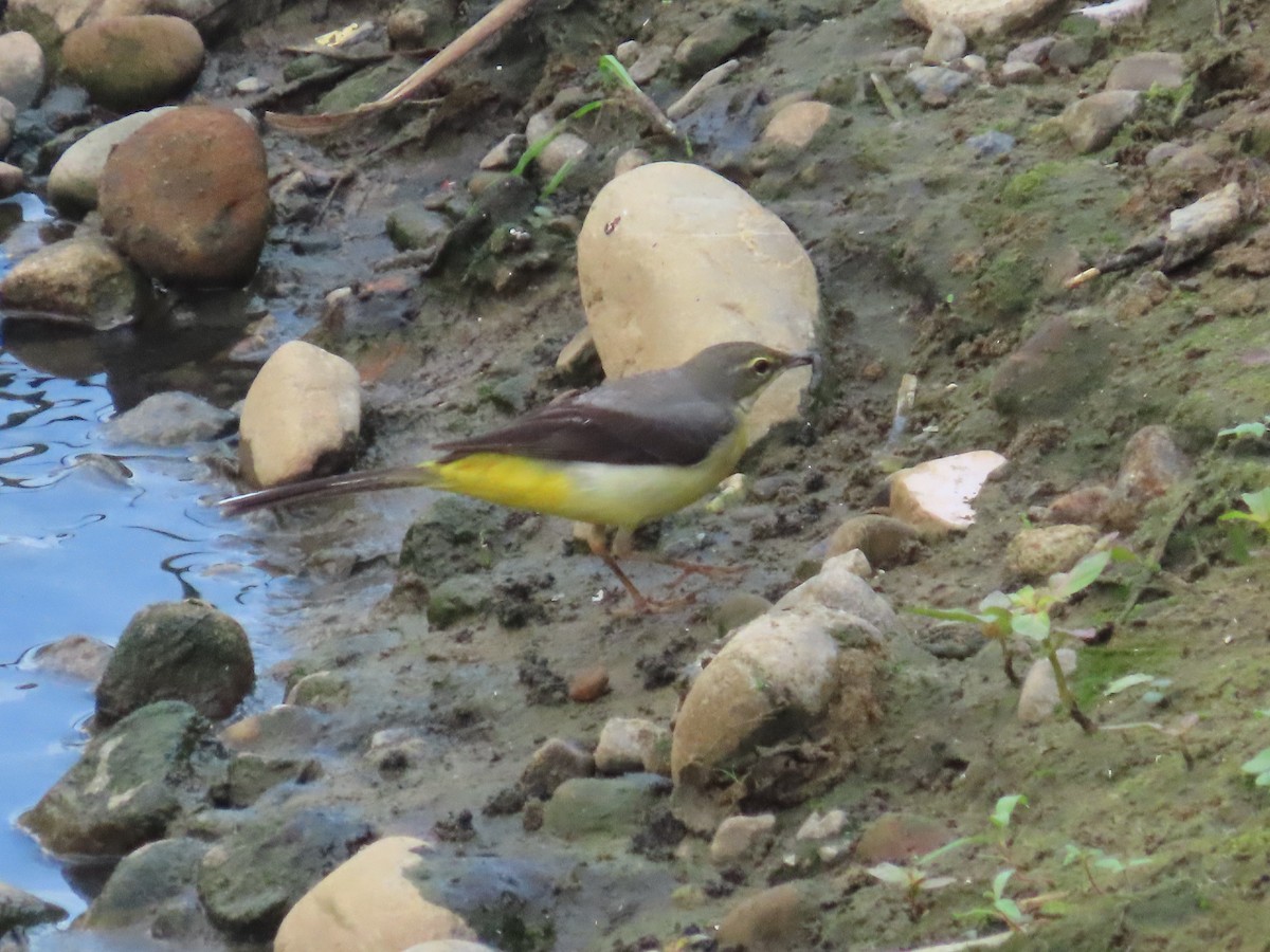 灰鶺鴒 - ML646433500