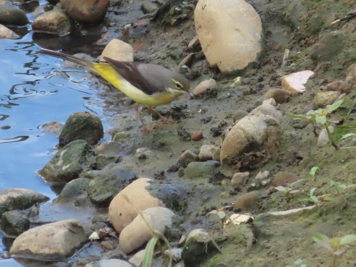 灰鶺鴒 - ML646433501