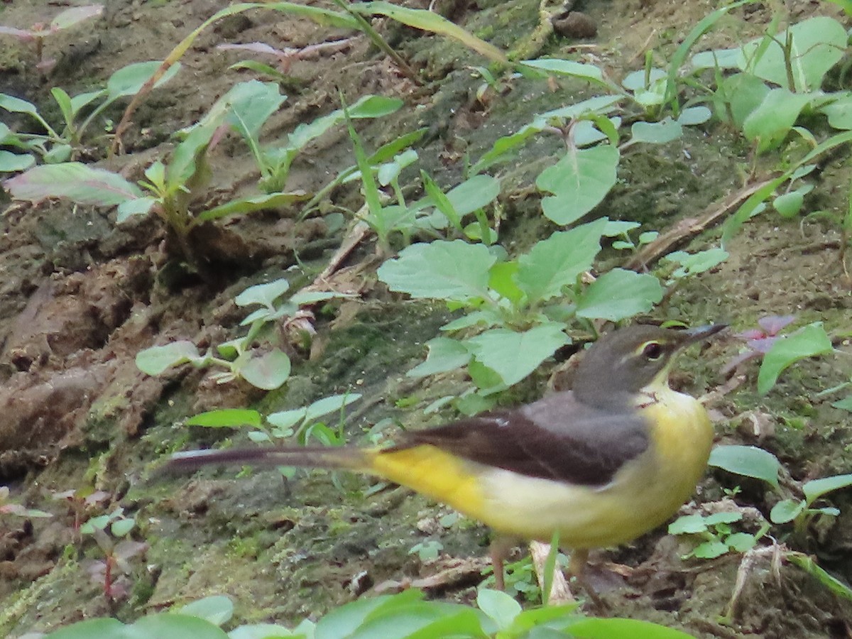 灰鶺鴒 - ML646433502