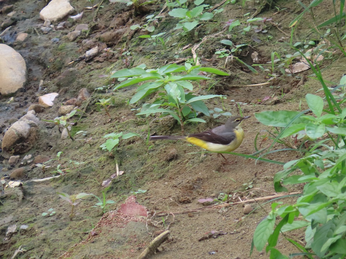 灰鶺鴒 - ML646433503