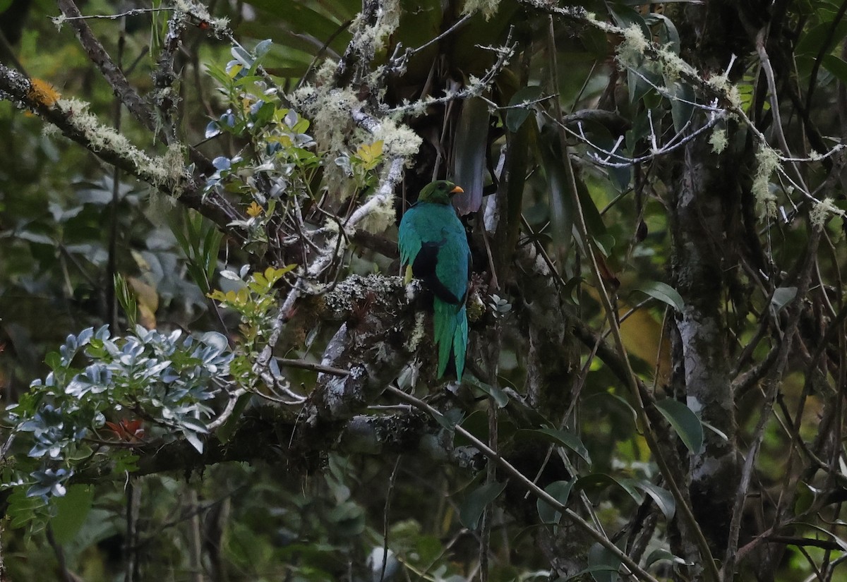 Quetzal doré - ML646433507