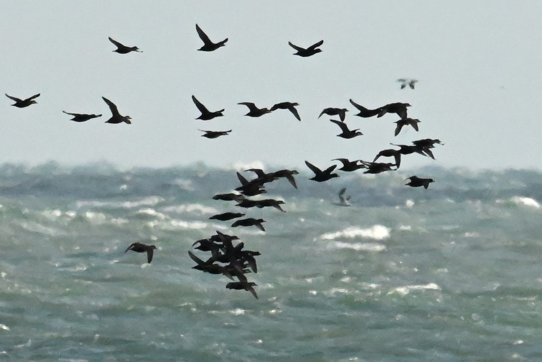 Black Scoter - ML646433508