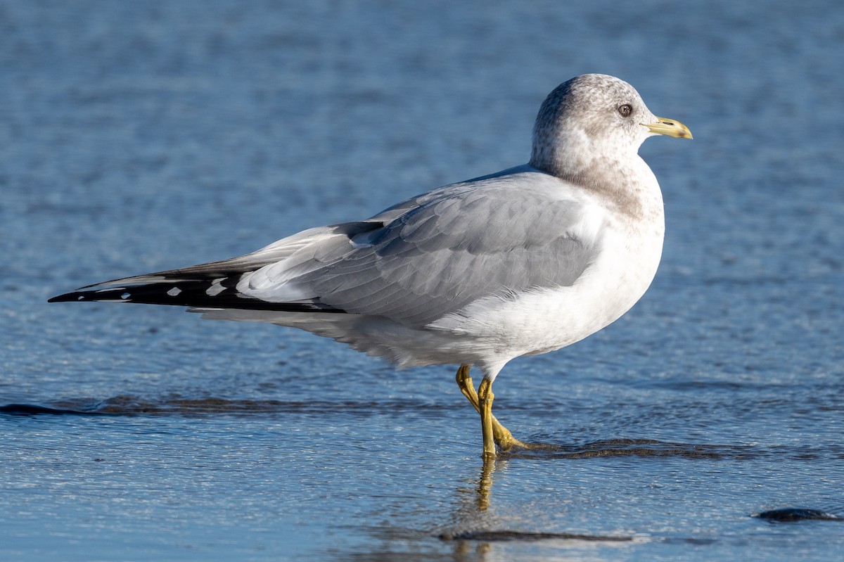 Short-billed Gull - ML646433509