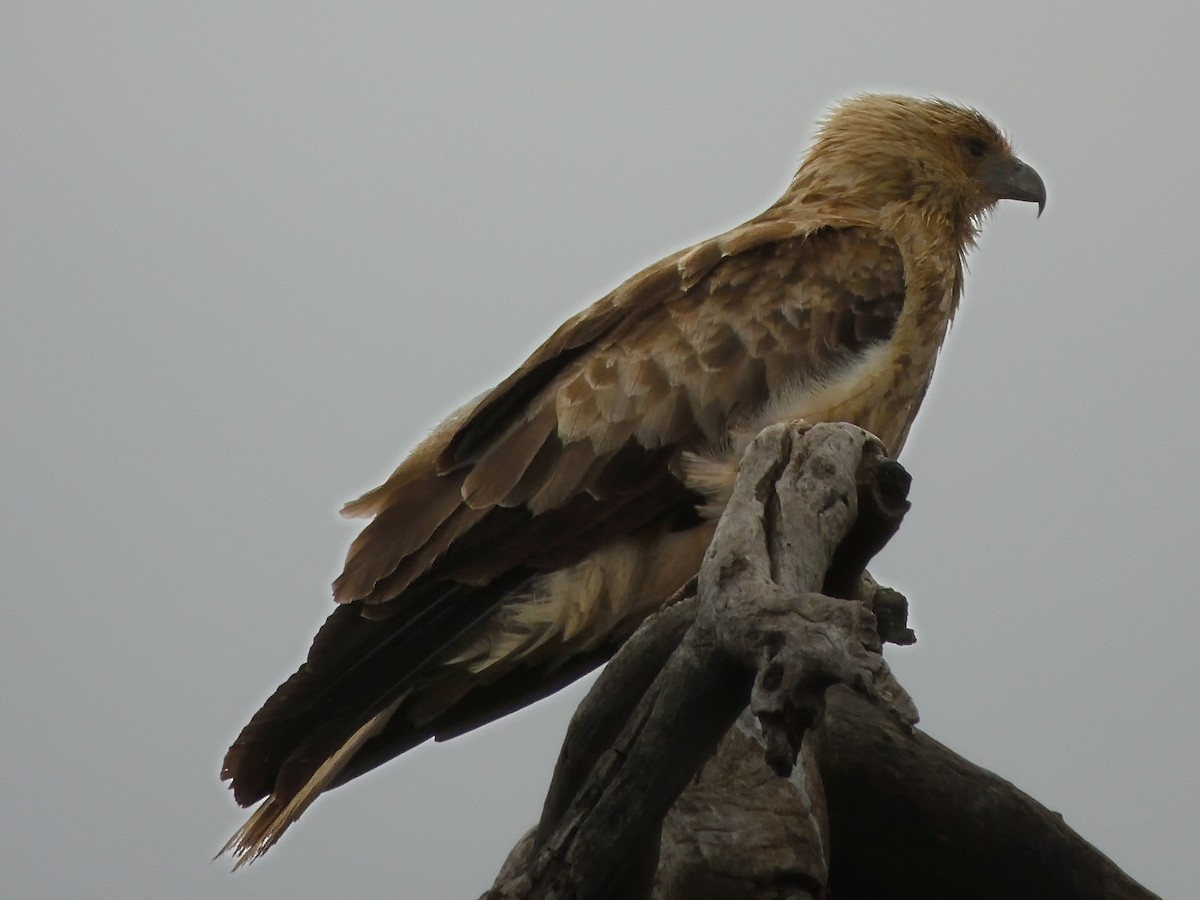 Whistling Kite - ML646433510