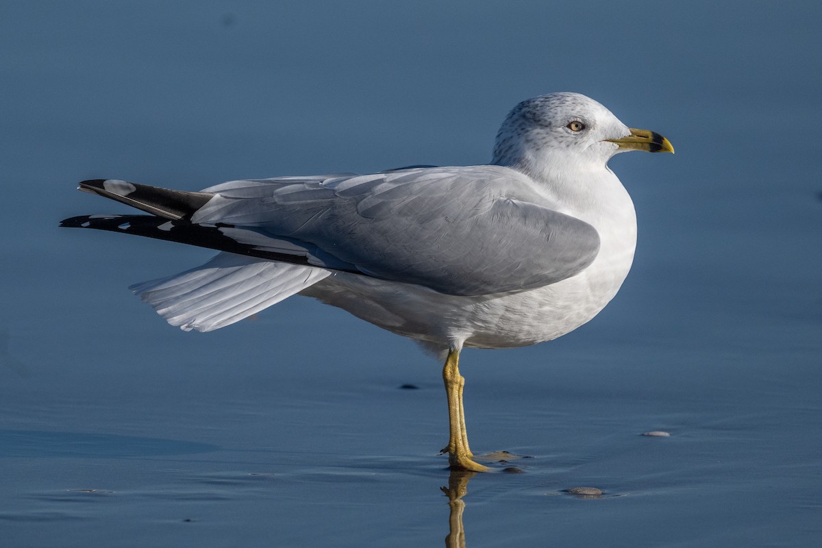 Ring-billed Gull - ML646433511