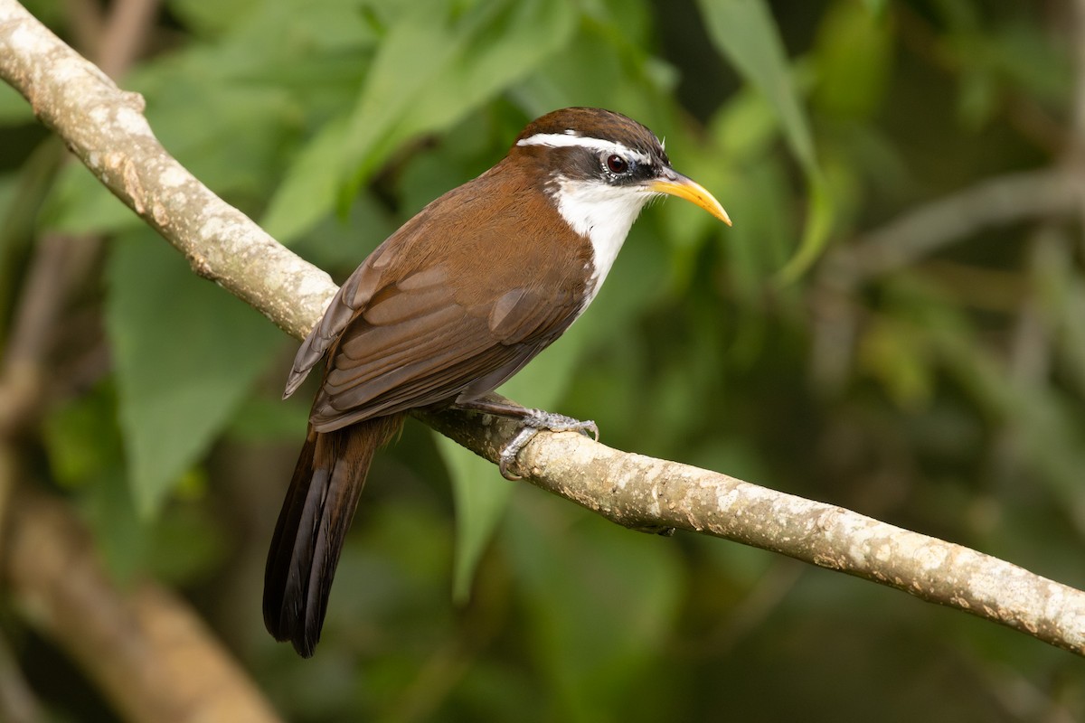 Sri Lanka Scimitar-Babbler - ML646433512