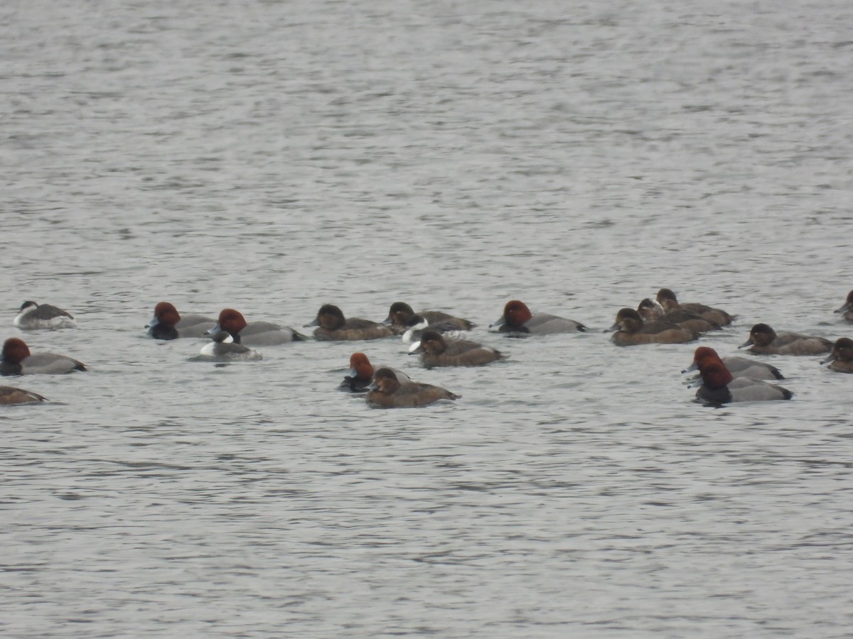 polák americký - ML646433513