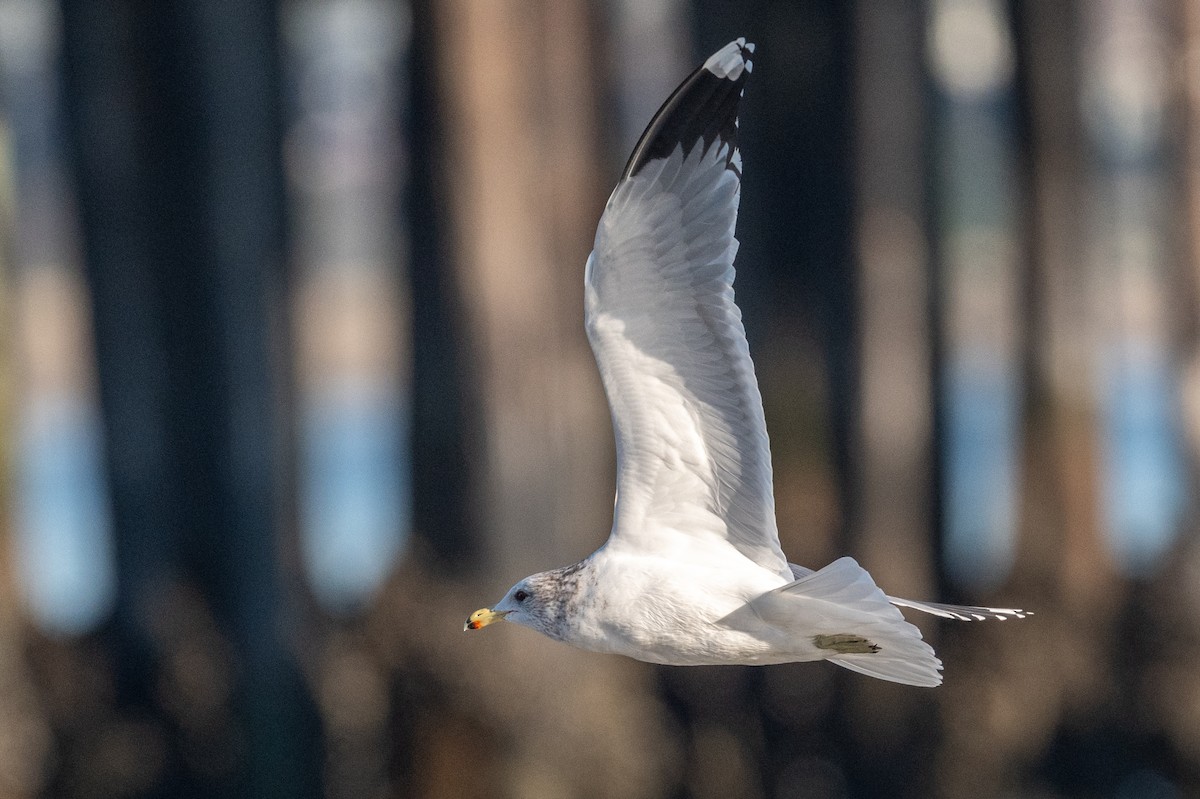 California Gull - ML646433514